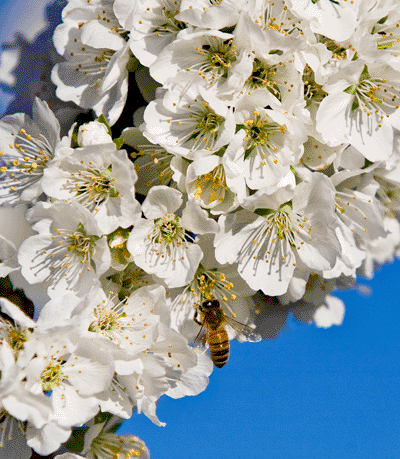 Cherry Tree in Bloom with Bee pollinating the flower