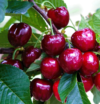 Cherries hanging on the tree at Hotsons Cherry Farm 